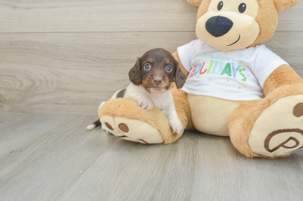 6 week old Dachshund Puppy For Sale - Pilesgrove Pups