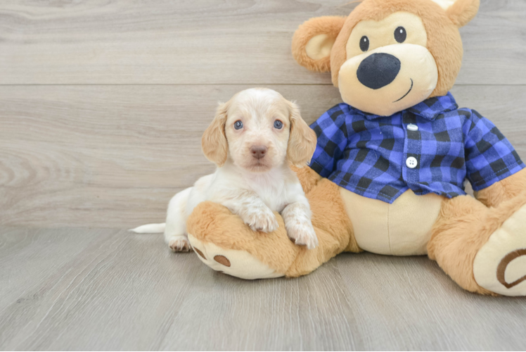 Cute Dachshund Purebred Pup