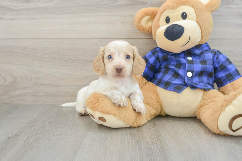 Cute Dachshund Purebred Pup