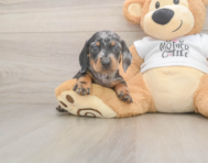 6 week old Dachshund Puppy For Sale - Pilesgrove Pups