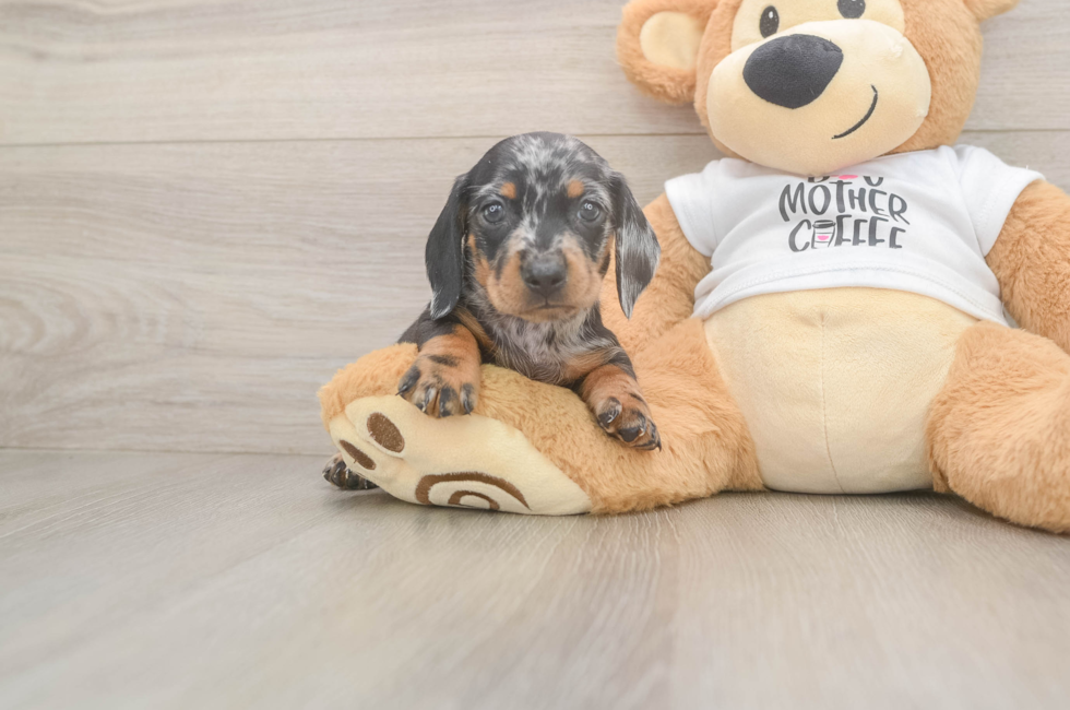 5 week old Dachshund Puppy For Sale - Pilesgrove Pups
