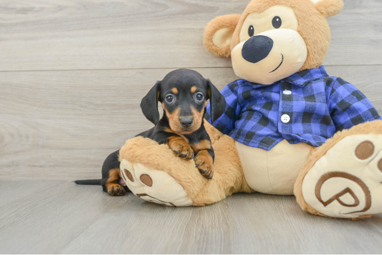 Dachshund Pup Being Cute