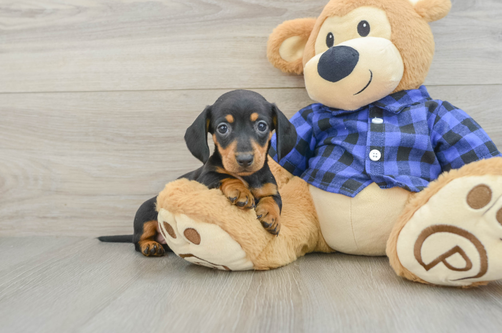 5 week old Dachshund Puppy For Sale - Pilesgrove Pups