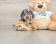 6 week old Dachshund Puppy For Sale - Pilesgrove Pups