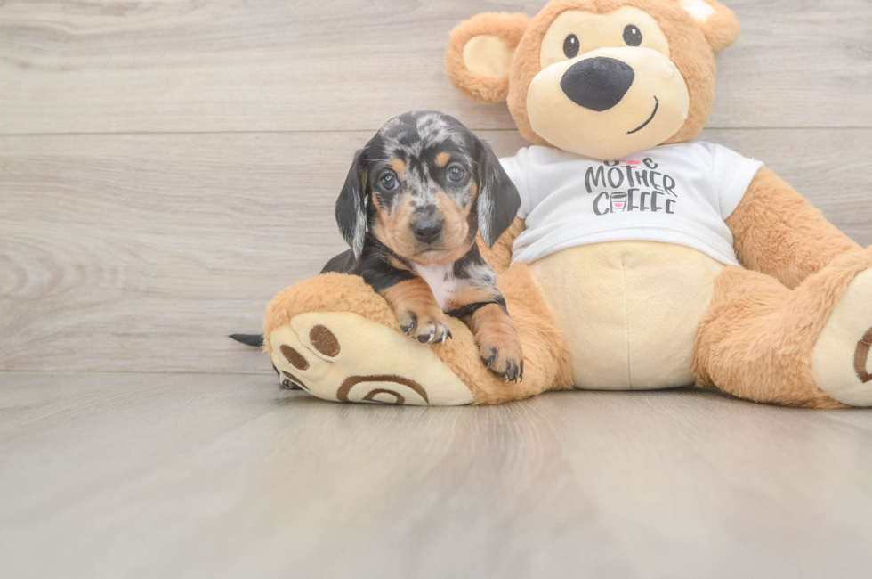 5 week old Dachshund Puppy For Sale - Pilesgrove Pups