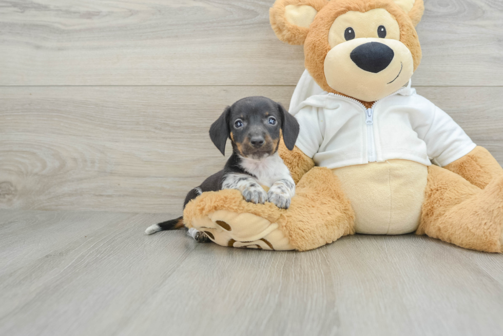 Dachshund Pup Being Cute