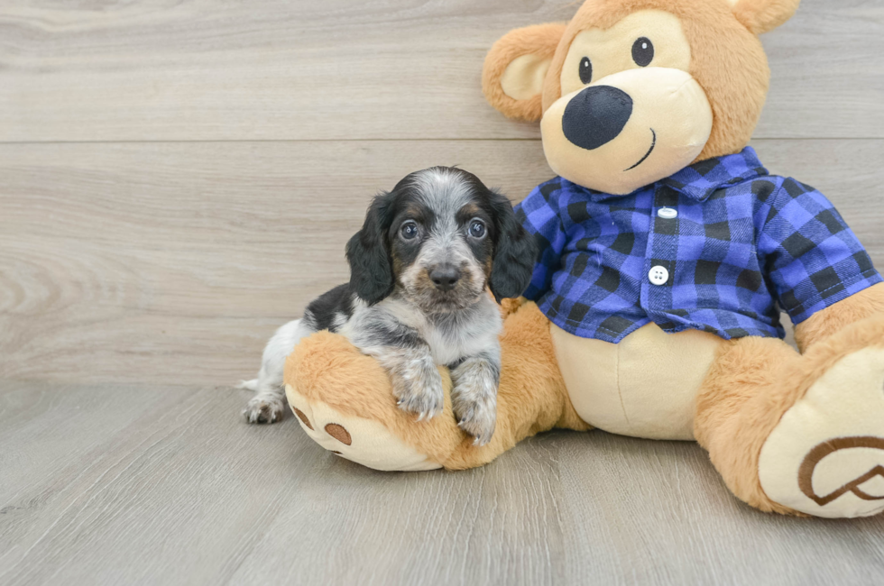 5 week old Dachshund Puppy For Sale - Pilesgrove Pups