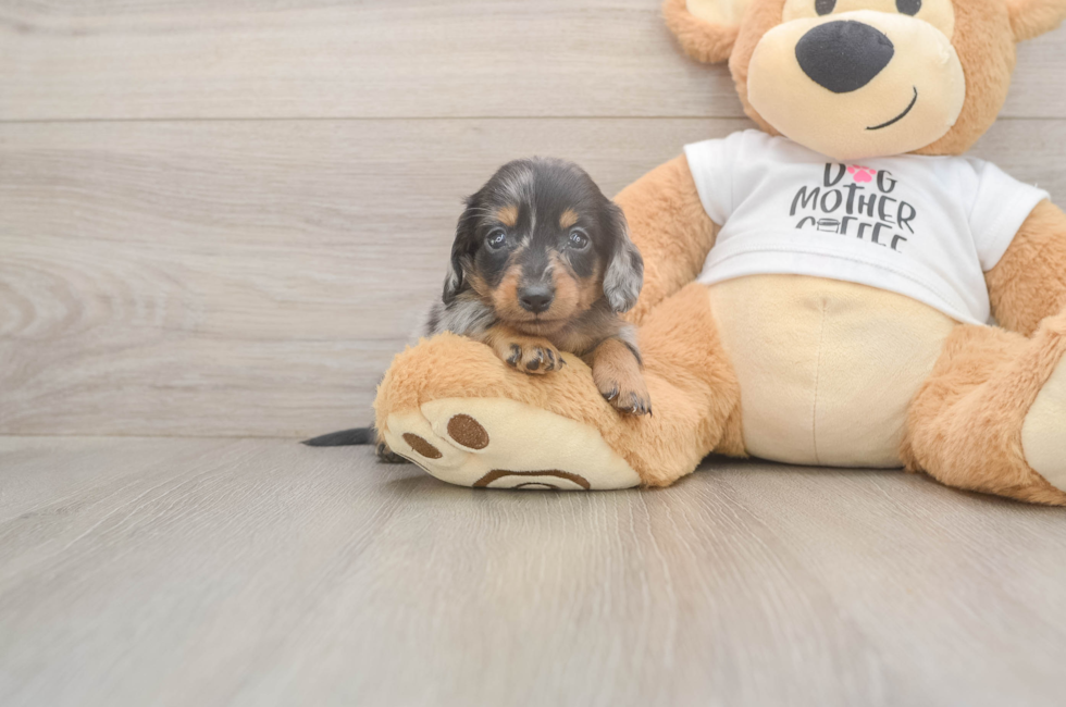 6 week old Dachshund Puppy For Sale - Pilesgrove Pups