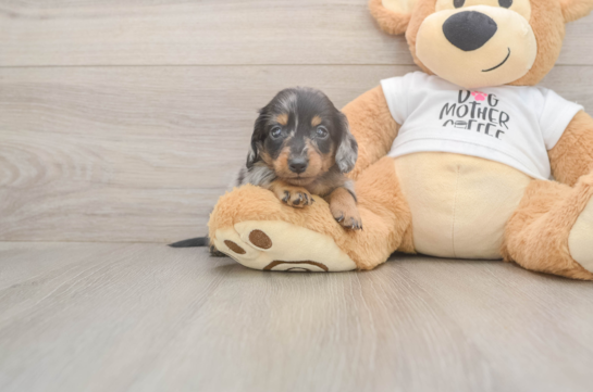 Cute Doxie Purebred Puppy