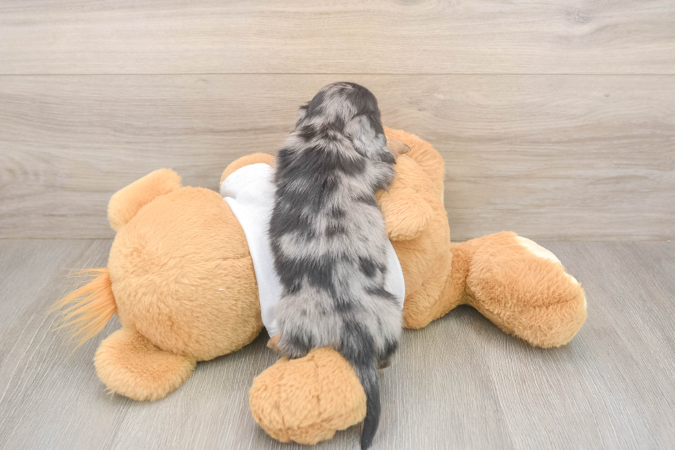 Dachshund Puppy for Adoption