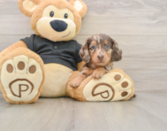 5 week old Dachshund Puppy For Sale - Pilesgrove Pups
