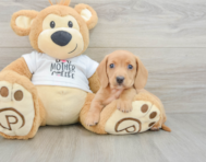 5 week old Dachshund Puppy For Sale - Pilesgrove Pups