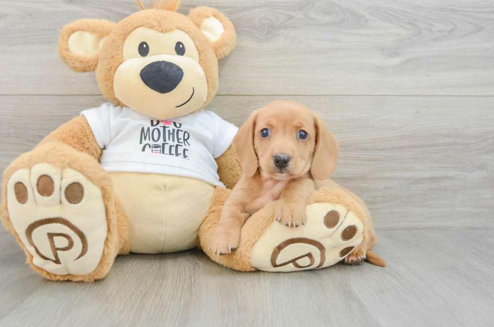 5 week old Dachshund Puppy For Sale - Pilesgrove Pups