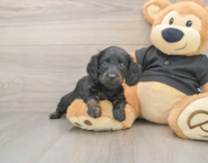 5 week old Dachshund Puppy For Sale - Pilesgrove Pups