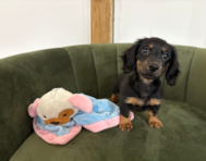 10 week old Dachshund Puppy For Sale - Pilesgrove Pups