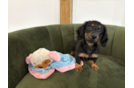 Best Dachshund Baby
