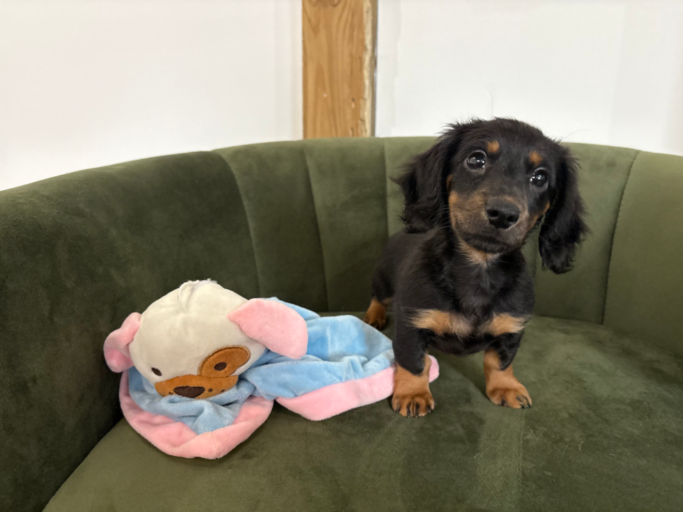 Best Dachshund Baby