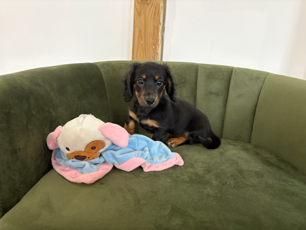Dachshund Pup Being Cute
