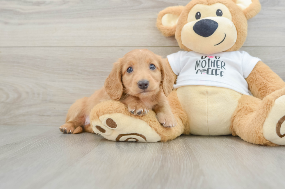 5 week old Dachshund Puppy For Sale - Pilesgrove Pups