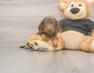 5 week old Dachshund Puppy For Sale - Pilesgrove Pups