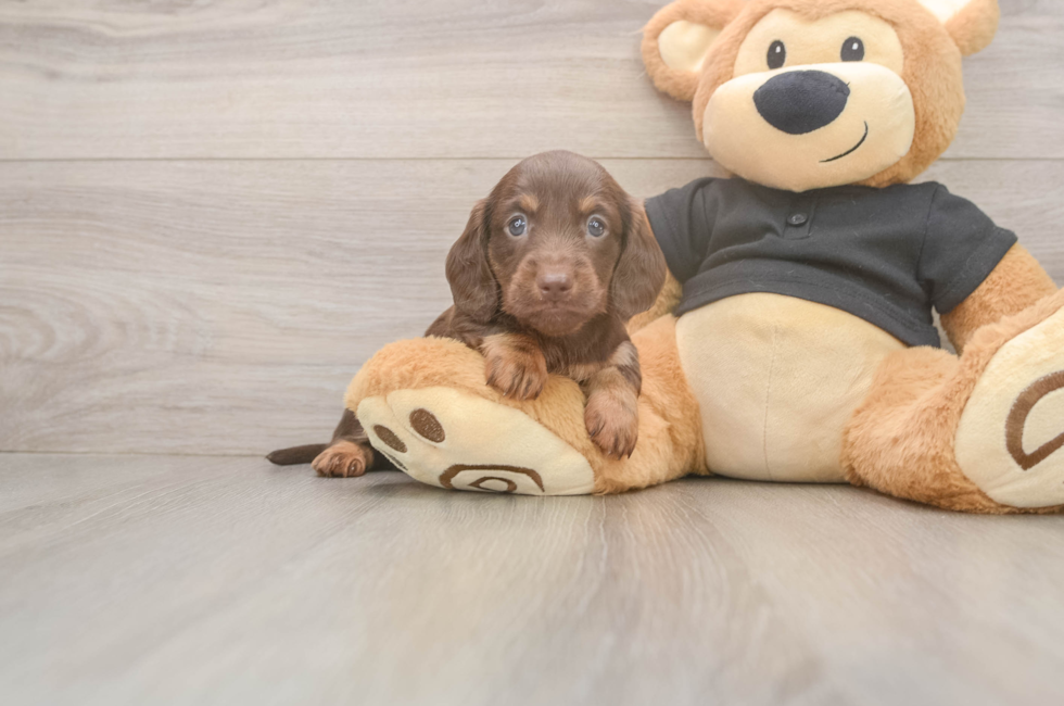 6 week old Dachshund Puppy For Sale - Pilesgrove Pups