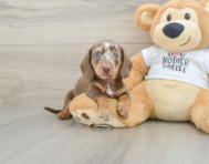 5 week old Dachshund Puppy For Sale - Pilesgrove Pups