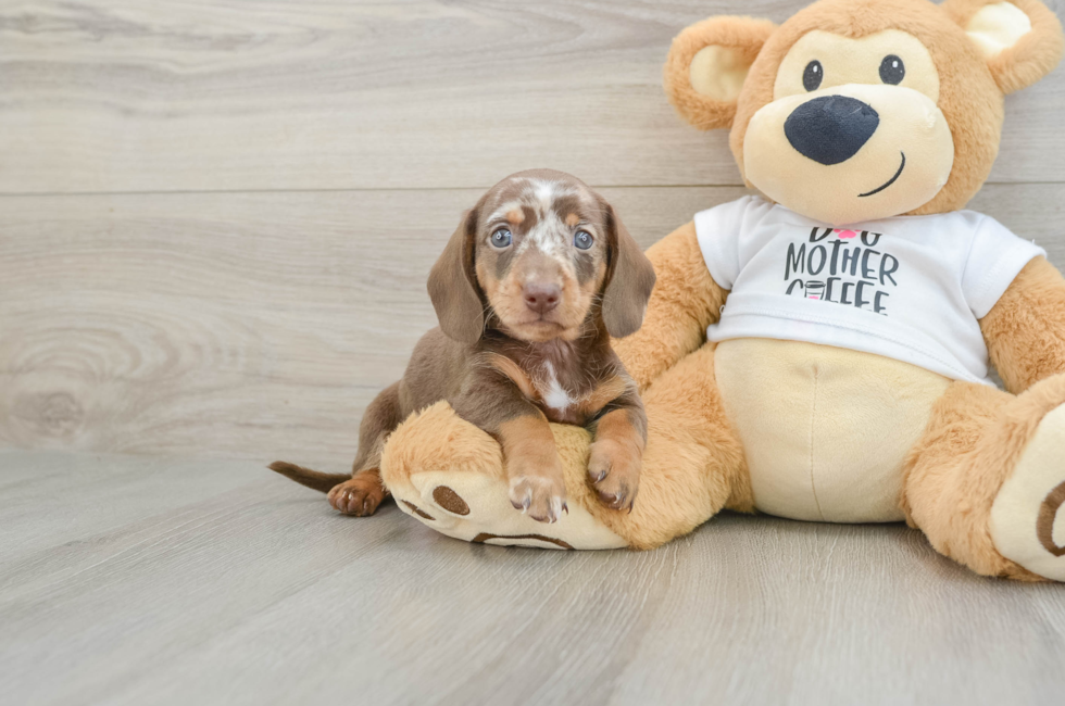 5 week old Dachshund Puppy For Sale - Pilesgrove Pups