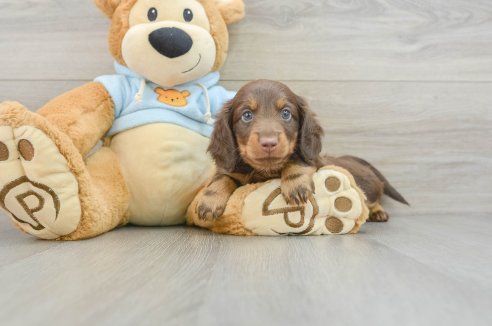 5 week old Dachshund Puppy For Sale - Pilesgrove Pups