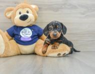 7 week old Dachshund Puppy For Sale - Pilesgrove Pups