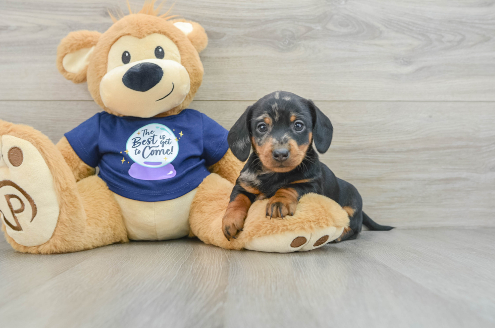 7 week old Dachshund Puppy For Sale - Pilesgrove Pups