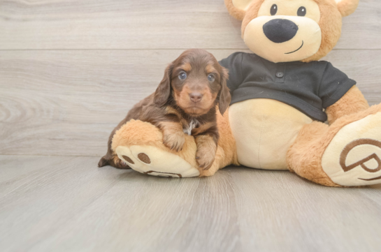 6 week old Dachshund Puppy For Sale - Pilesgrove Pups Best Dachshund Baby