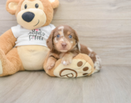 6 week old Dachshund Puppy For Sale - Pilesgrove Pups