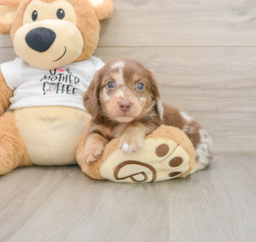 7 week old Dachshund Puppy For Sale - Pilesgrove Pups