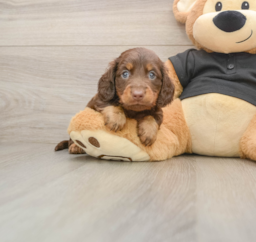 5 week old Dachshund Puppy For Sale - Pilesgrove Pups