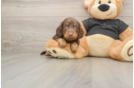 Best Dachshund Baby
