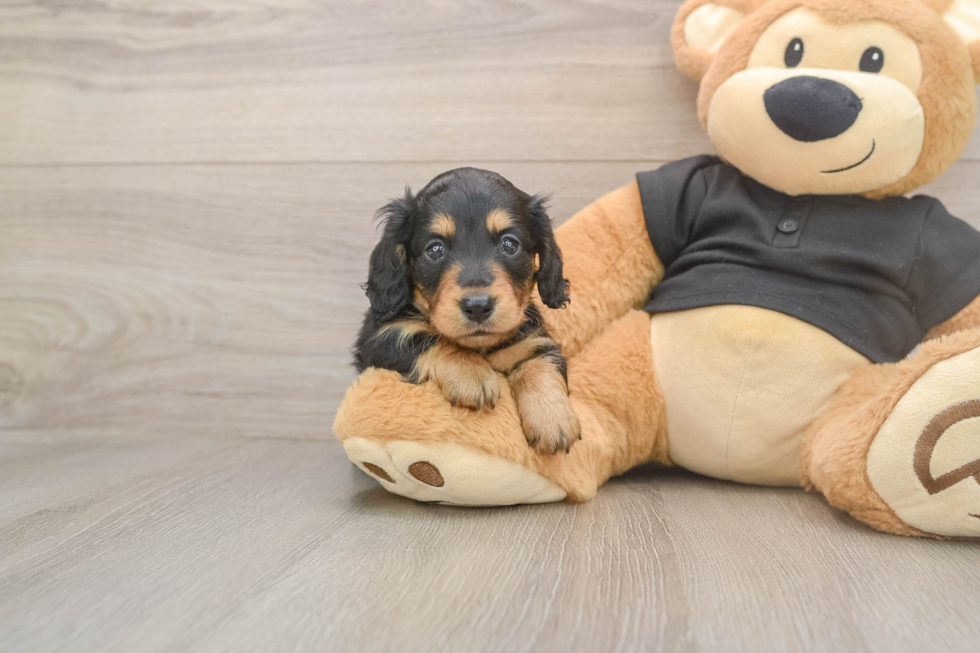 Cute Dachshund Baby
