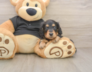 5 week old Dachshund Puppy For Sale - Pilesgrove Pups