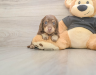 5 week old Dachshund Puppy For Sale - Pilesgrove Pups