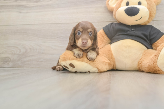 6 week old Dachshund Puppy For Sale - Pilesgrove Pups Dachshund Pup Being Cute