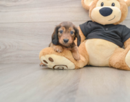 5 week old Dachshund Puppy For Sale - Pilesgrove Pups