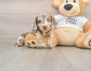 6 week old Dachshund Puppy For Sale - Pilesgrove Pups