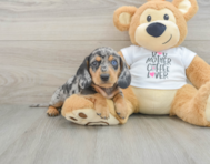 5 week old Dachshund Puppy For Sale - Pilesgrove Pups