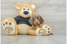 Cute Dachshund Baby