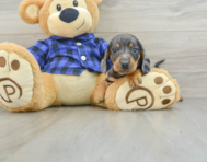 8 week old Dachshund Puppy For Sale - Pilesgrove Pups