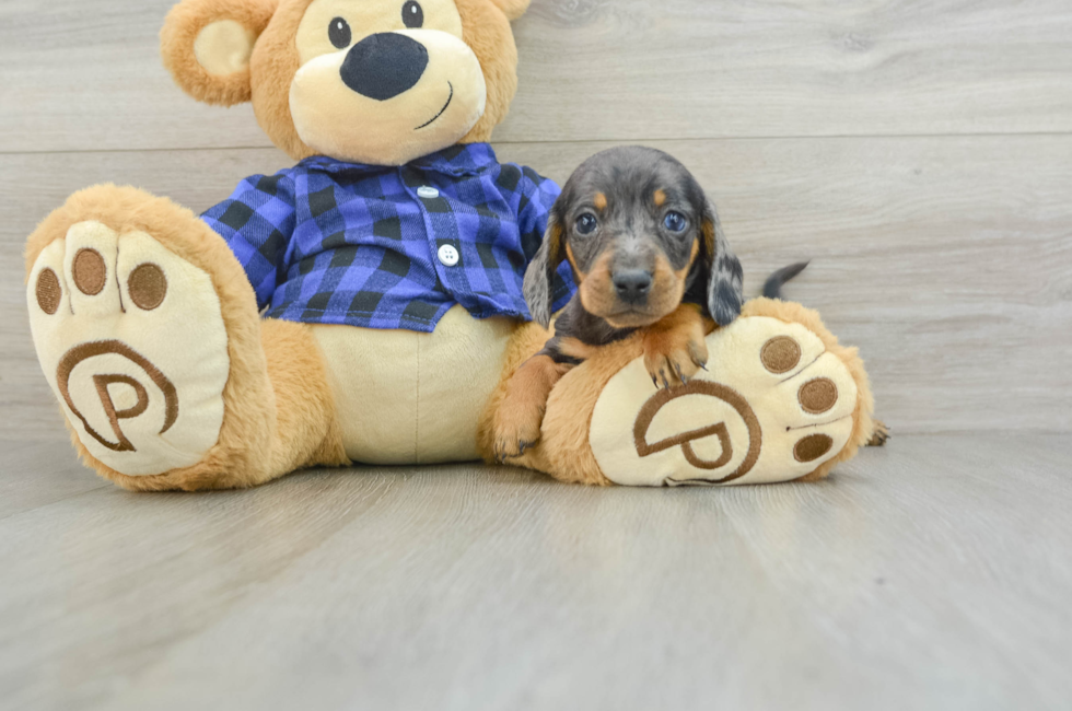 7 week old Dachshund Puppy For Sale - Pilesgrove Pups