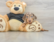 5 week old Dachshund Puppy For Sale - Pilesgrove Pups