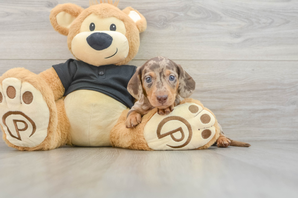 5 week old Dachshund Puppy For Sale - Pilesgrove Pups
