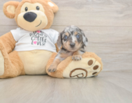 5 week old Dachshund Puppy For Sale - Pilesgrove Pups