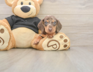 5 week old Dachshund Puppy For Sale - Pilesgrove Pups