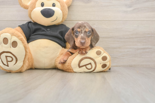 6 week old Dachshund Puppy For Sale - Pilesgrove Pups Dachshund Puppy for Adoption